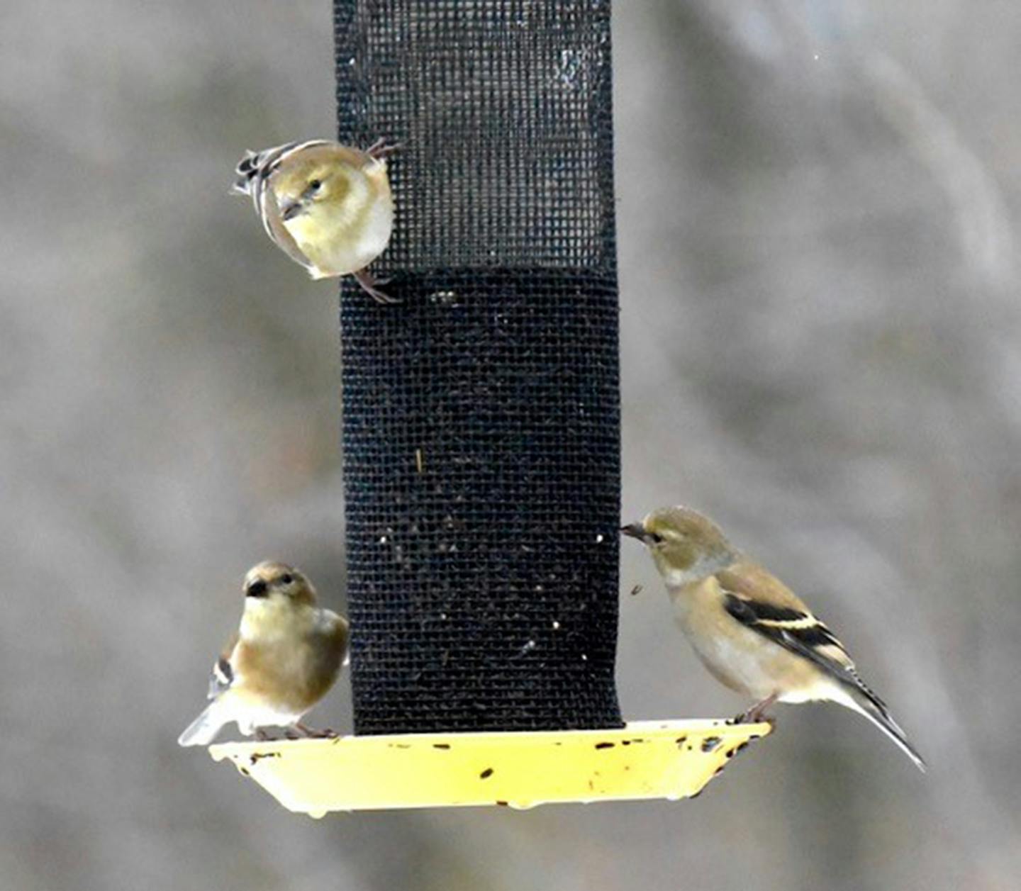 Goldfinches flock to nyger seed. Jim Williams photo