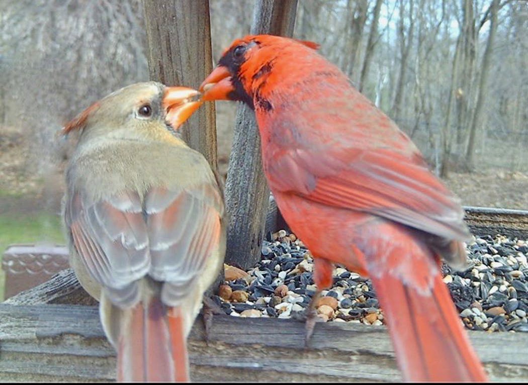 A feeder cam caught a male offering a seed to a female, a courtship ritual.