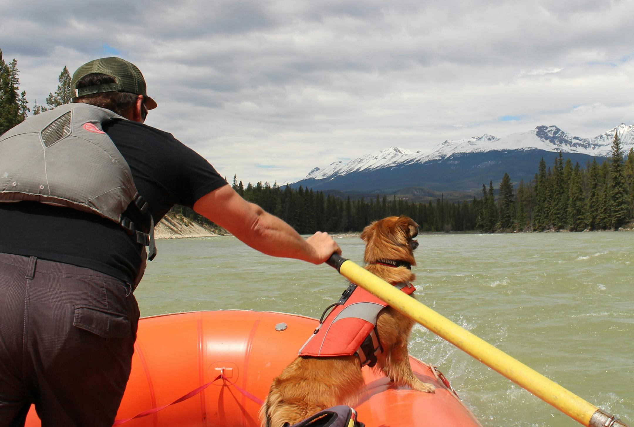 Oarsman Mike Gere of Jasper Raft Tours -- with faithful dog Ginger riding point -- guides his craft through the swift current of the Athabasca River. Rapids turn more choppy and splashy, and more fun, just ahead. (Alan Solomon/Chicago Tribune/TNS)