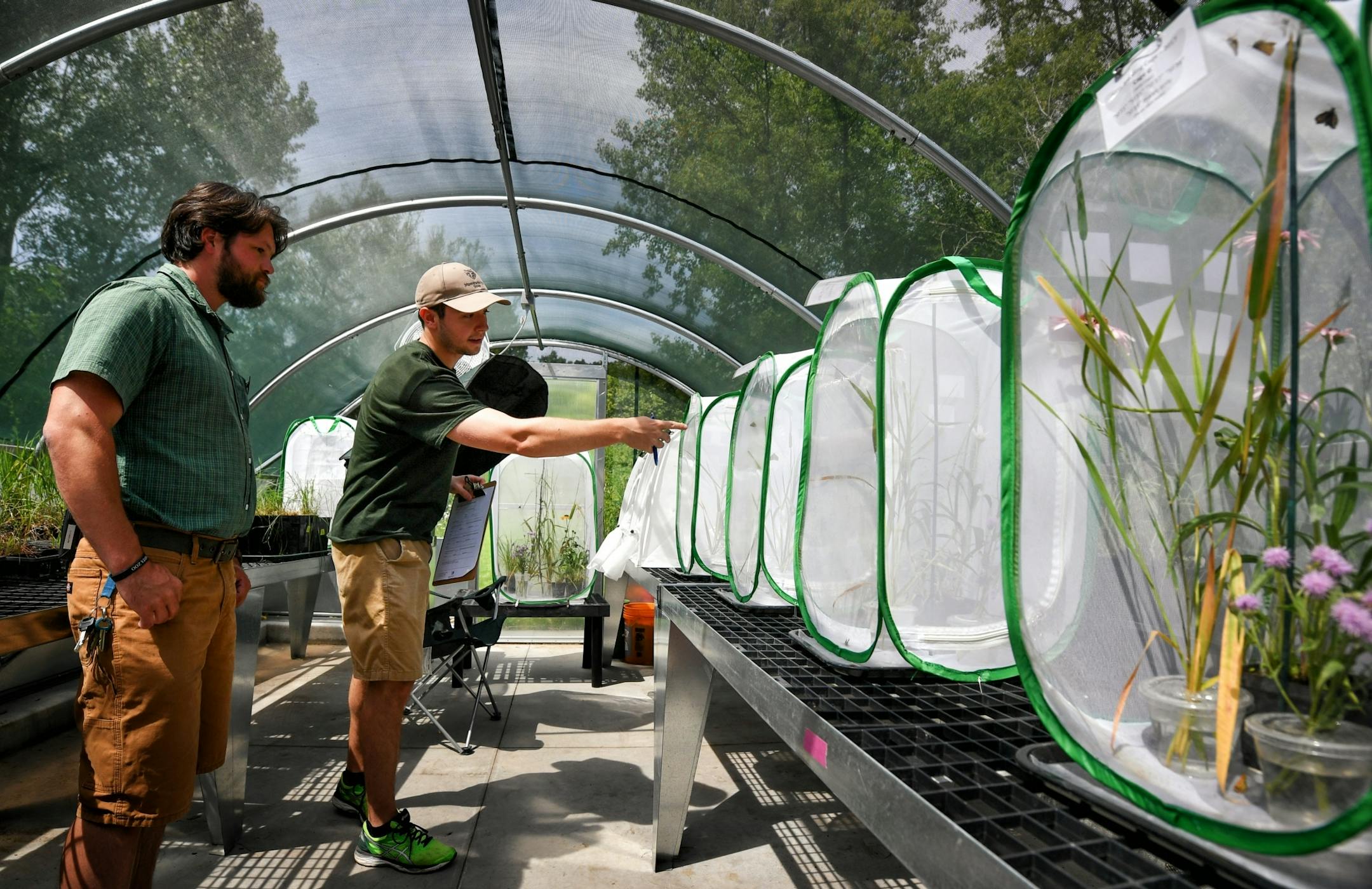 Cale Nordmeyer, Butterfly Naturalist and Grant Piepkorn, Butterfly Technician look for breeding pairs of Dakota Skipper butterflies.