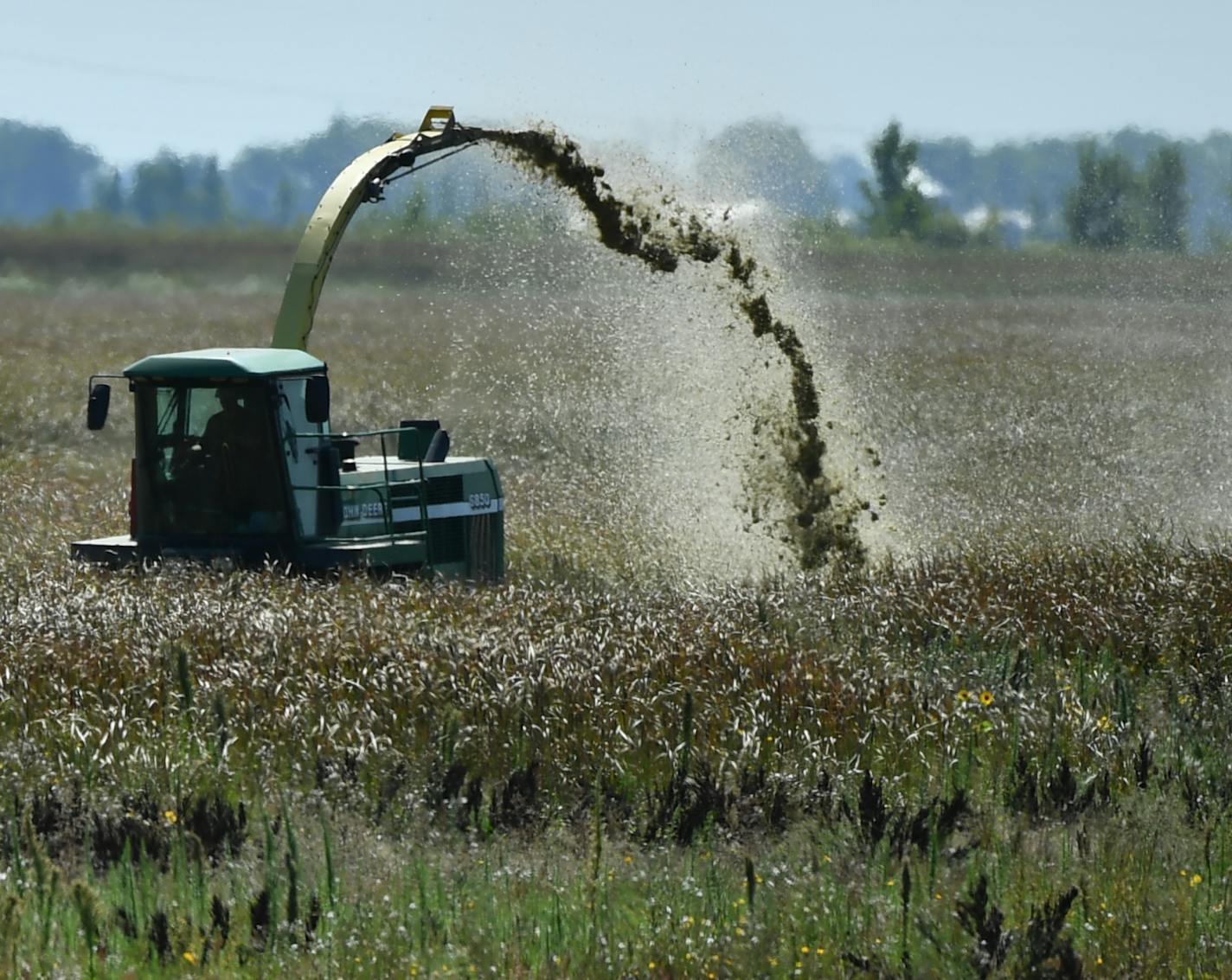 A forage chopper was used to cut cattails at the North Ottawa Impoundment in late August. The cattails absorb phosphorus from the water and the Red River Basin Commission hopes to create a technique in which farmers use harvested cattails as fertilizer in order to regain lost phosphorus from runoff. ] (AARON LAVINSKY/STAR TRIBUNE) aaron.lavinsky@startribune.com RIVERS PROJECT: We look at three of Minnesota's rivers, including the Mississippi, Red and Chippewa, to see how land use effects water q