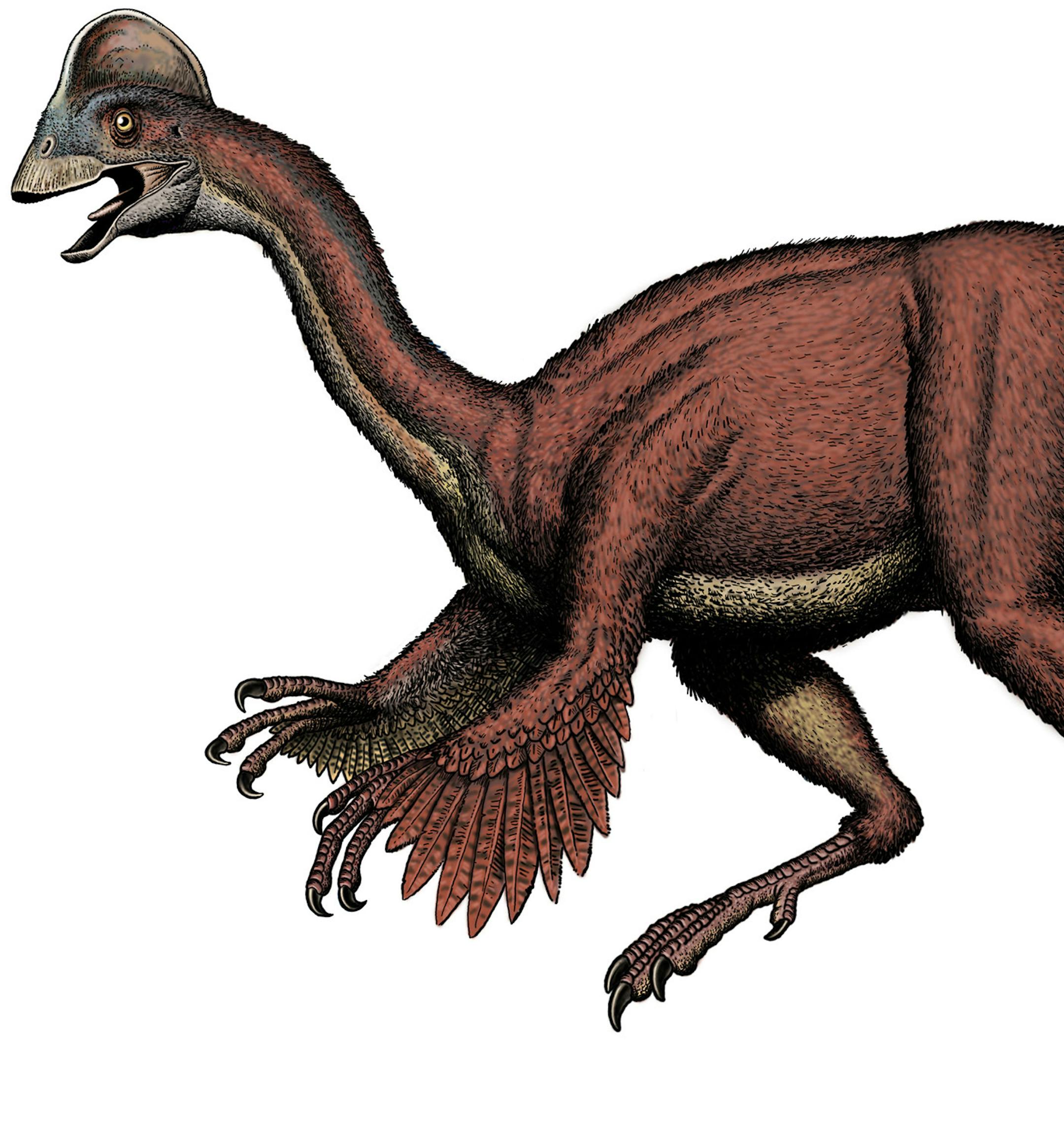 Scientist have discovered a birdlike species of dinosaur (11 feet long, 500 pounds) officially a member of the group of dinosaurs called oviraptorosaurs, and given the species the nickname "chicken from hell." Illustrates DINOSAUR-CHICKEN (category a), by Joel Achenbach (c) 2014, The Washington Post. Moved Wednesday, March 19, 2014. (MUST CREDIT: Bob Walters)