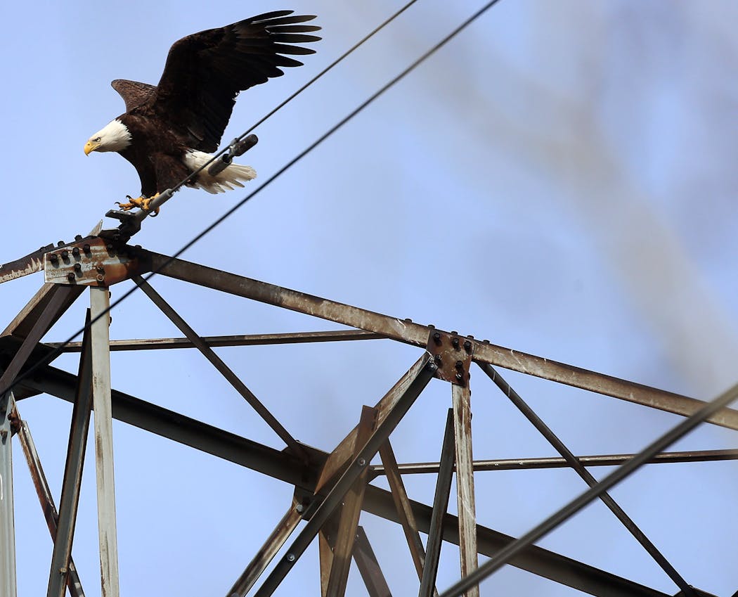 A bald eagle temporarily leaves its nest for a nearby power line near downtown Minneapolis in 2020.