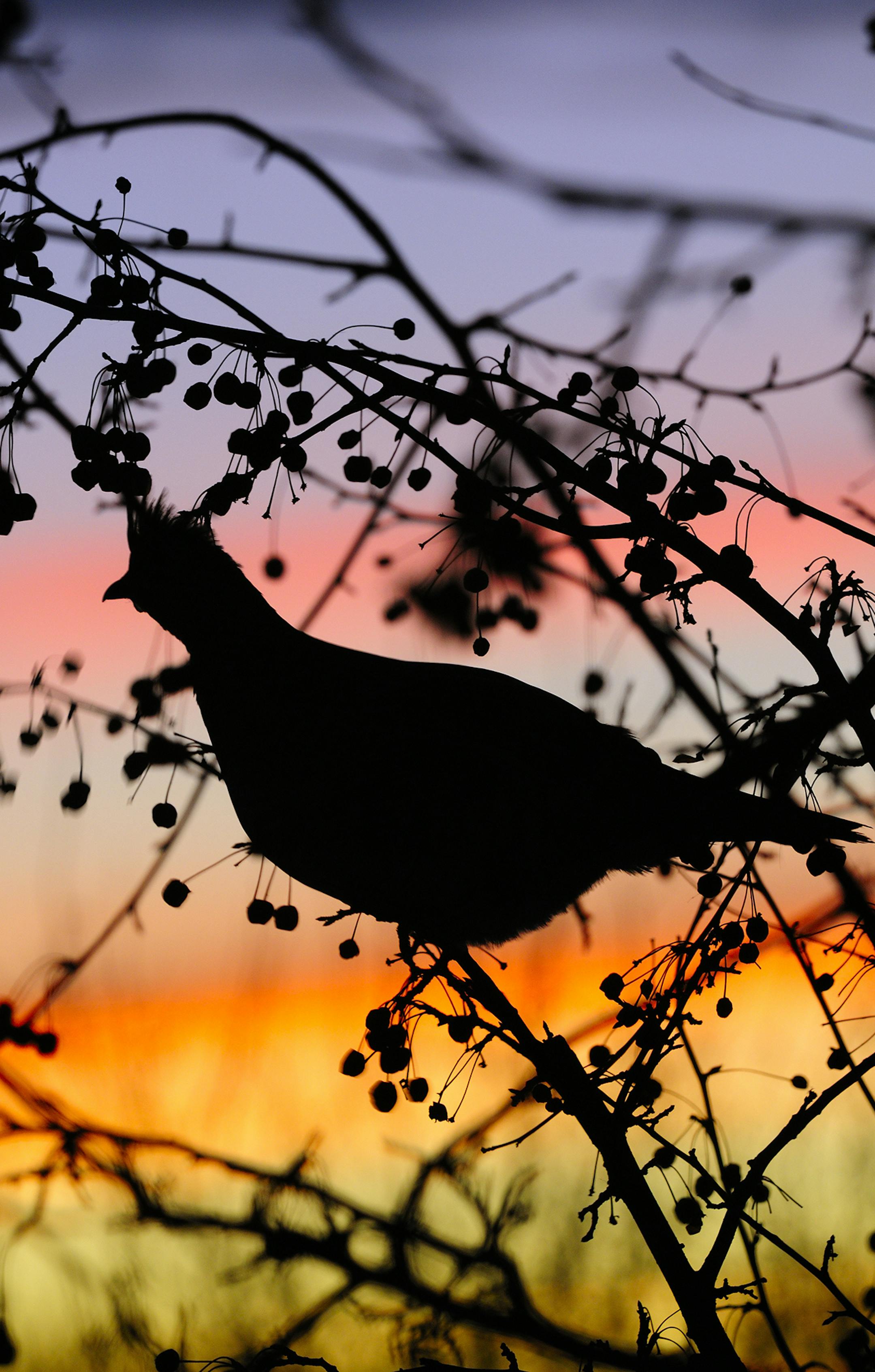 DO NOT USE! ONE-TIME USE WITH BILL MARCHEL COPY ONLY! Photo by Bill Marchel. Ruffed grouse usually feed after sunset during the winter.This bird, silhouetted against a colorful winter sky, was feeding on crab apples.