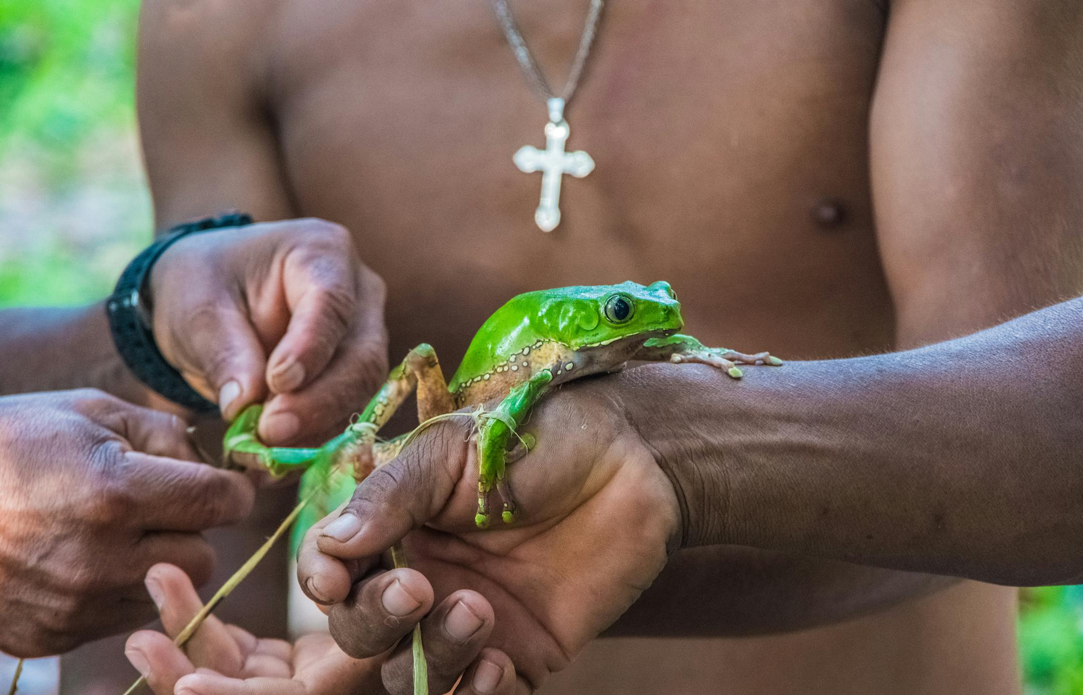 Armando binds the limbs of a giant monkey tree frog to collect the toxins secreted from its skin. The frog is released following the collection and the toxins are saved for use during sapo ceremonies.