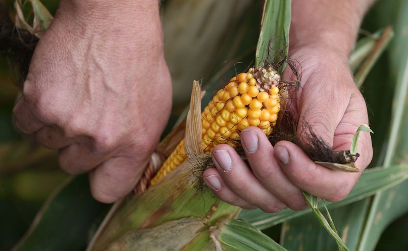 Dan Erickson, regional representative for the Minnesota Corn Growers Association examined his corn crop at his Alden Minnesota farm on 9/18/13. As autumn officially rolls in, we look at the outlook for harvests of corn and soybeans, MN's two largest crops. Upshot is that despite lack of precip since June, corn crop generally looks on par with last year, according to USDA, though there are regional variations (southeast Minnesota never recovered from early May snowfall). Dry conditions will hurt