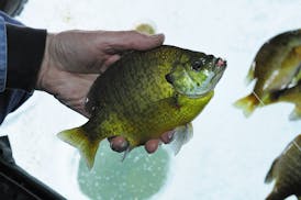 00650-019.19 Ice Fishing: Closeup of angler's hand holding nice sized sunfish caught on small jig and waxworm. Shelter, portable, panfish.