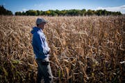Dave Marquart surveyed a corn field he hopes to harvest in the coming days that has been affected by the drought on his family farm in Waverly. ] LEIL