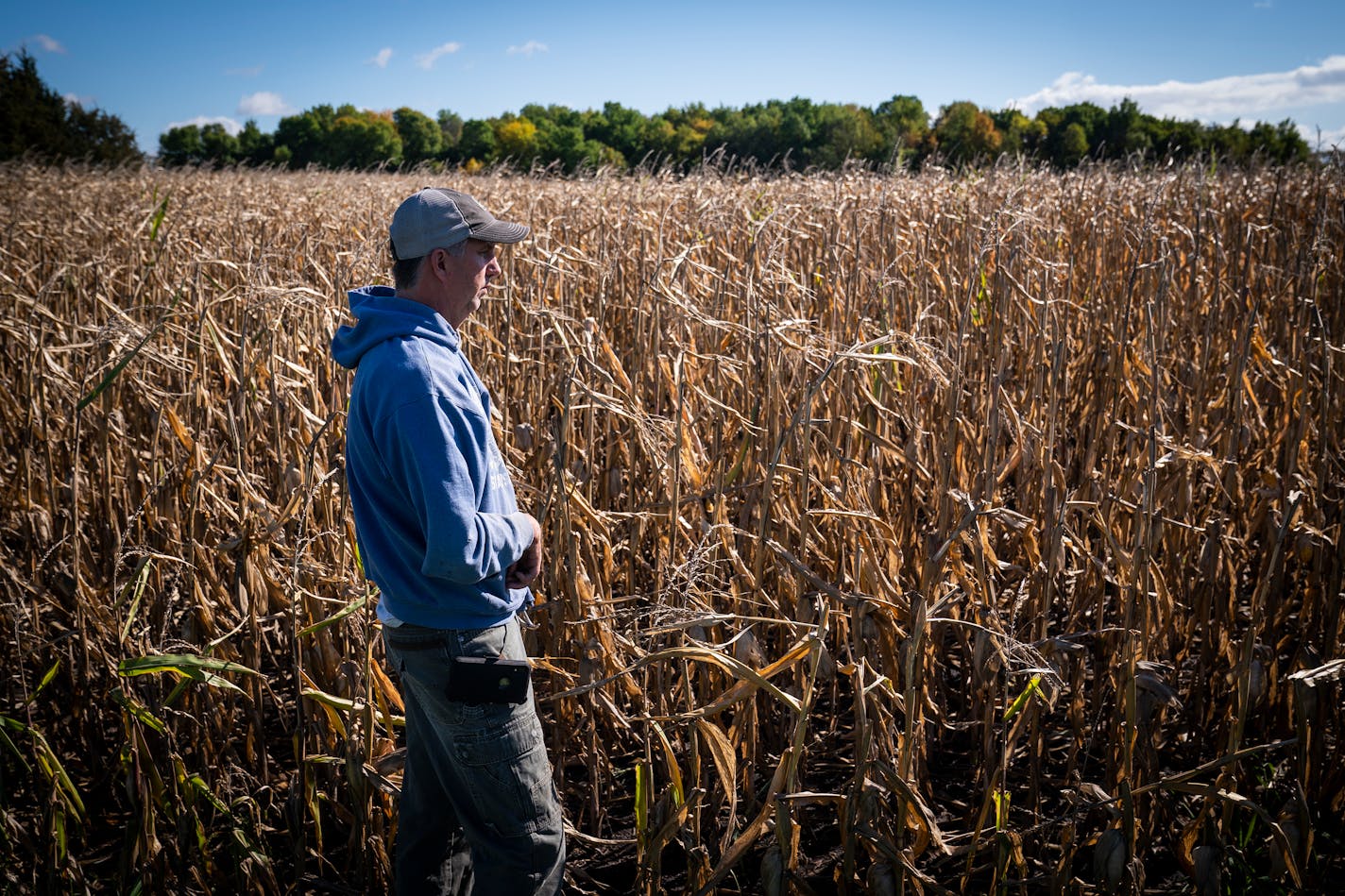 Dave Marquart surveyed a corn field he hopes to harvest in the coming days that has been affected by the drought on his family farm in Waverly. ] LEILA NAVIDI • leila.navidi@startribune.com