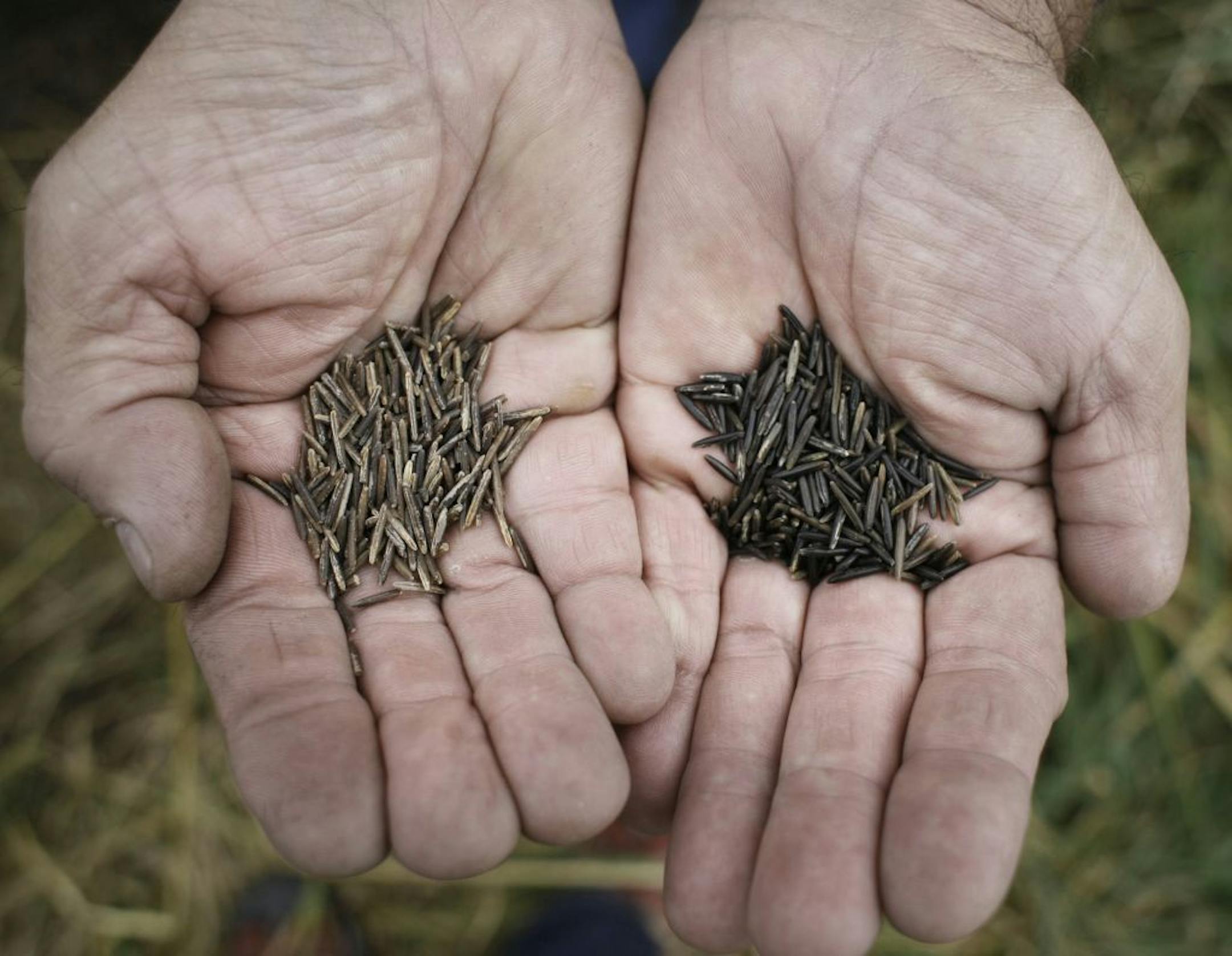 The difference between "wild" rice, left, and rice that is cultivated.
