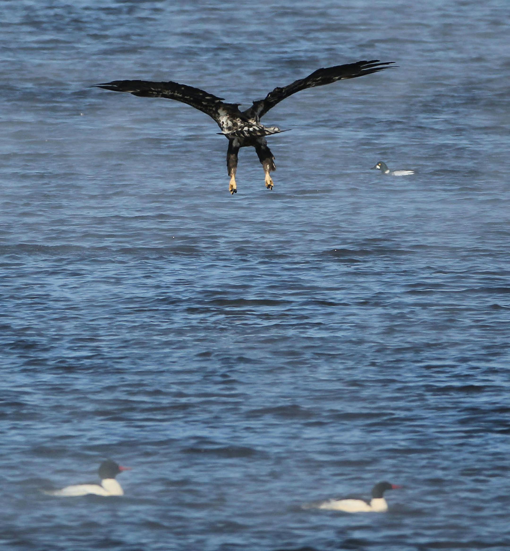 An immature bald eagle descends to grab a fish on the water Wednesday, Jan. 7, 2015, on the Mississippi River in Red Wing, MN.](DAVID JOLES/STARTRIBUNE)djoles@startribune.com Bald eagles on Mississippi River