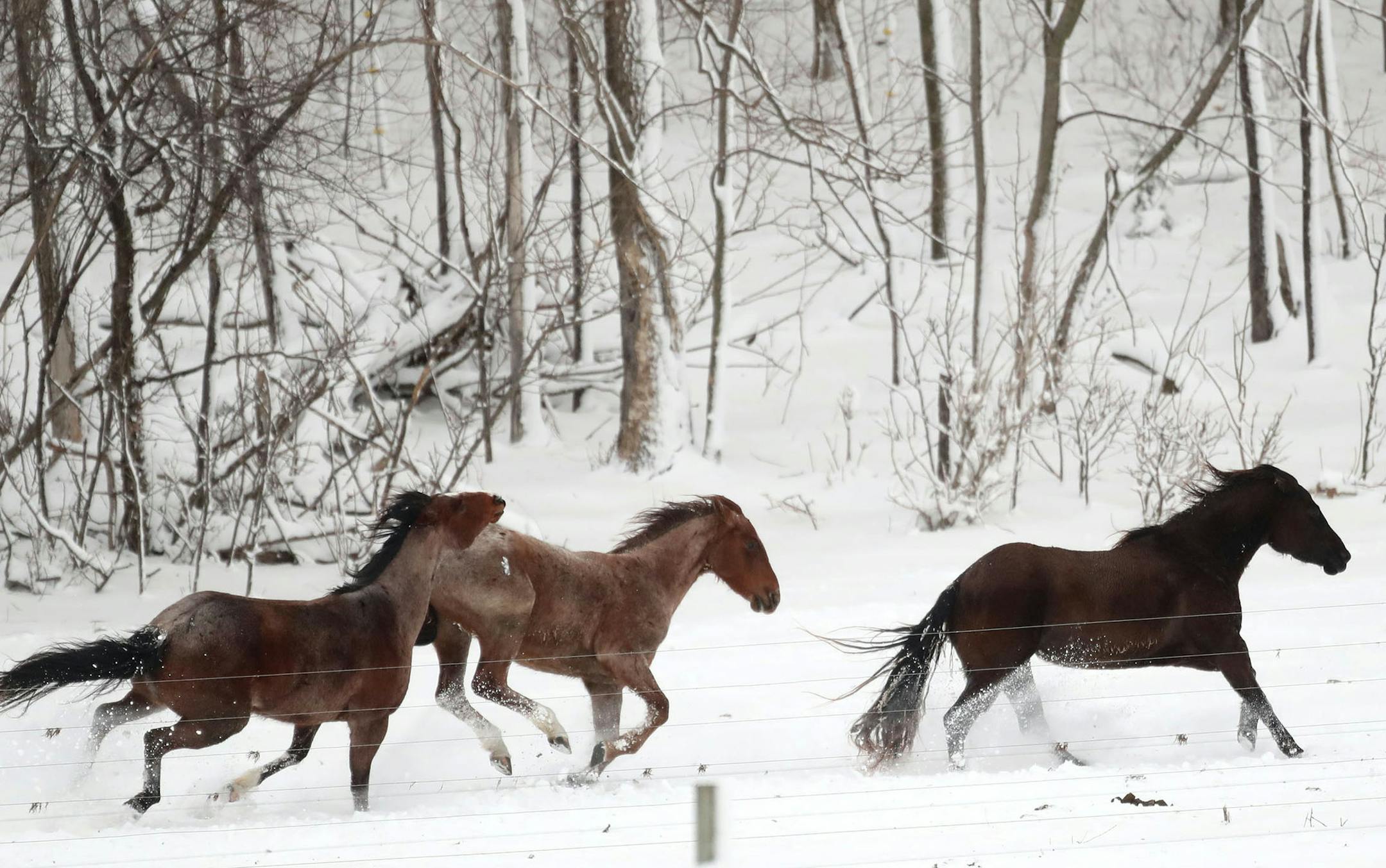 Horses frolic in the fresh snow in a field Thursday, April 11, 2019, near St. Peter, MN.] DAVID JOLES &#x2022;david.joles@startribune.com Snow storm ORG XMIT: MIN1904111517132337