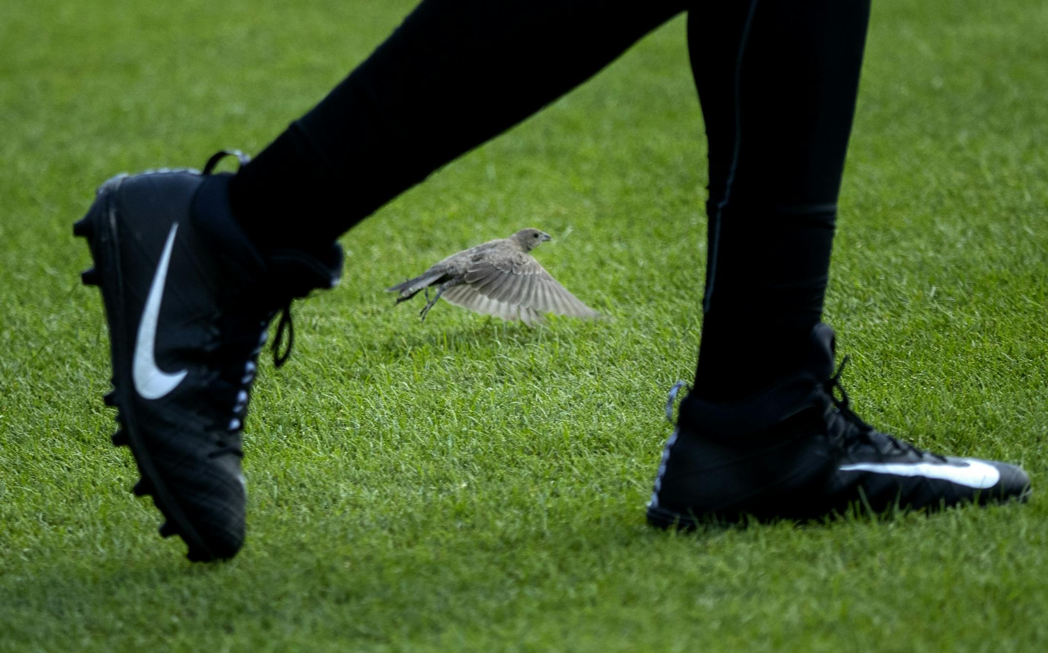 A bird flew away from the feet of a Vikings player during practice on Monday.