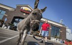 Taco the miniature donkey is a regular customer (with mom Jody Ludden) at Fluegel's Farm, Garden and Pets.