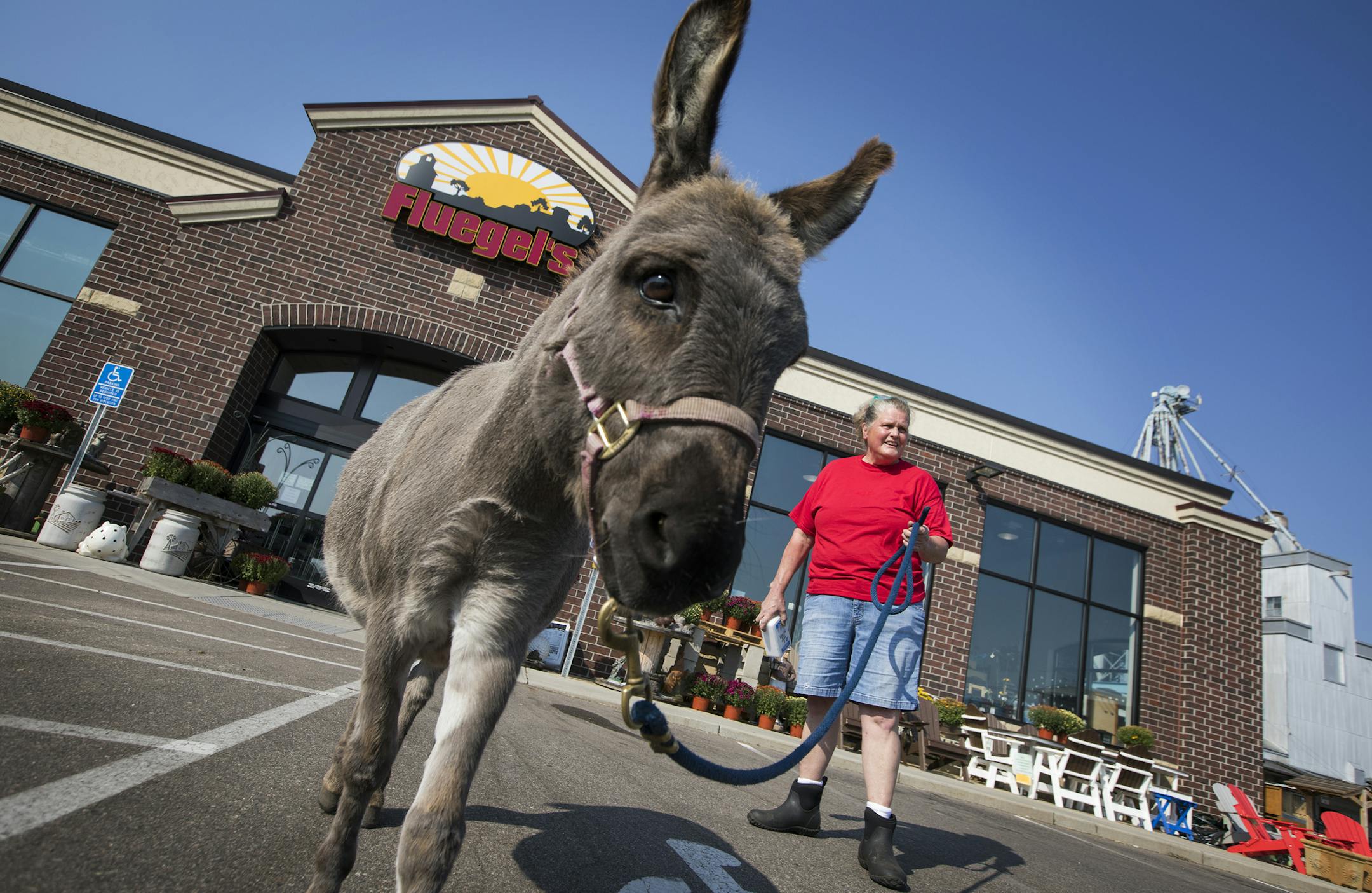 Taco the miniature donkey is a regular customer (with mom Jody Ludden) at Fluegel's Farm, Garden and Pets.