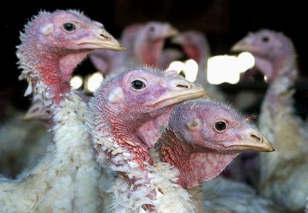 Bird flu was reported at a Meeker County turkey farm, affecting 140,000 birds. It’s the first commercial outbreak reported in Minnesota in 2023.