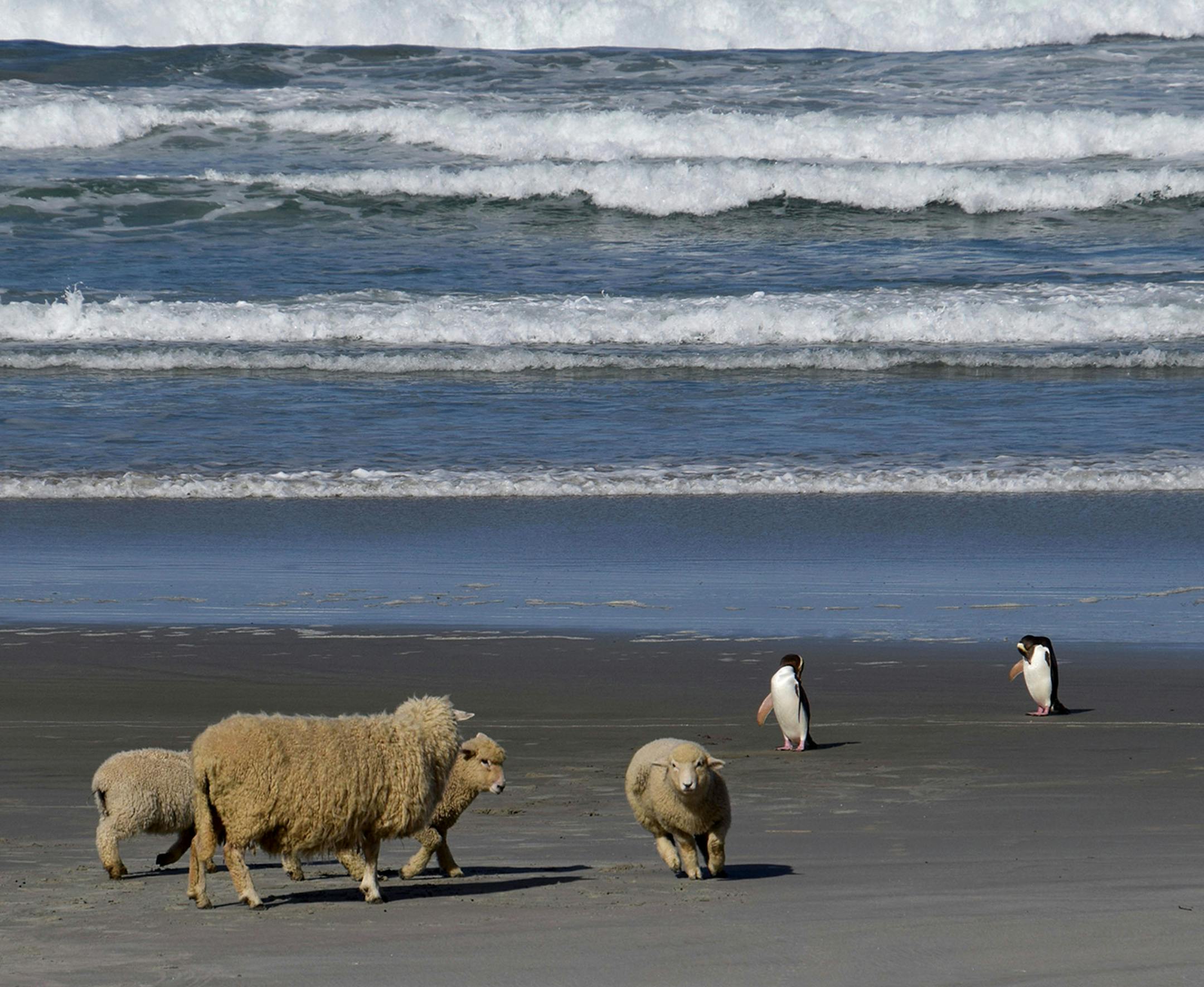 Thank you so much for sending this terrific photo.
I would very much like to run it in print in the Travel section. Before I can do so, I have a few questions for you so that I can tell our readers more about the photo. Can I have your name as you would like it to appear in print, and the town in which you live?
Tom Campbell, Fridley MN Where were you when you took this photo? What does it show?
Otago Peninsula near the city of Dunedin on the South Island of New Zealand.
A group of sheep came on