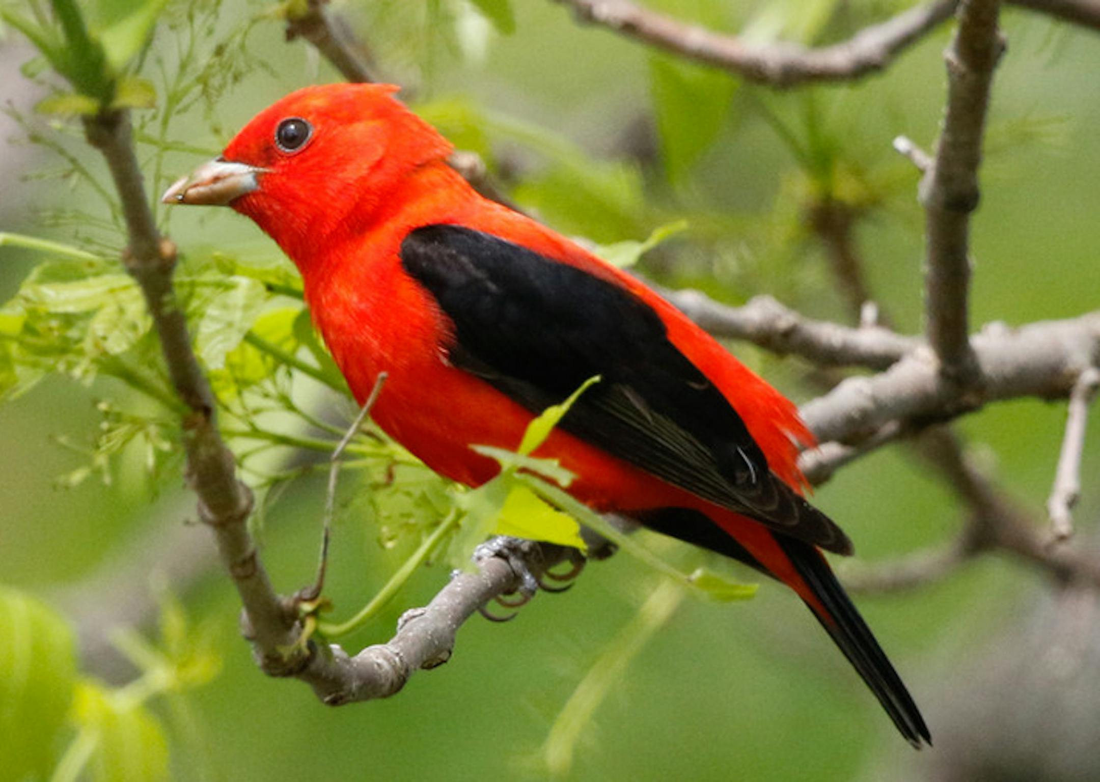 And finally, scarlet tanagers and other songbirds make the scene. credit: Don Severson, special to the Star Tribune