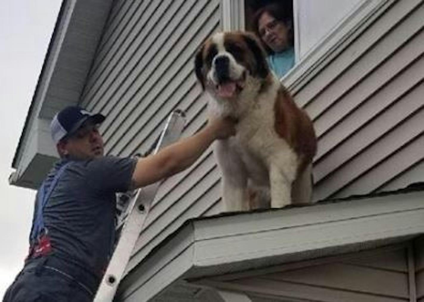 Whiskey the Saint Bernard seemed pretty chill about the predicament he put himself in Friday.