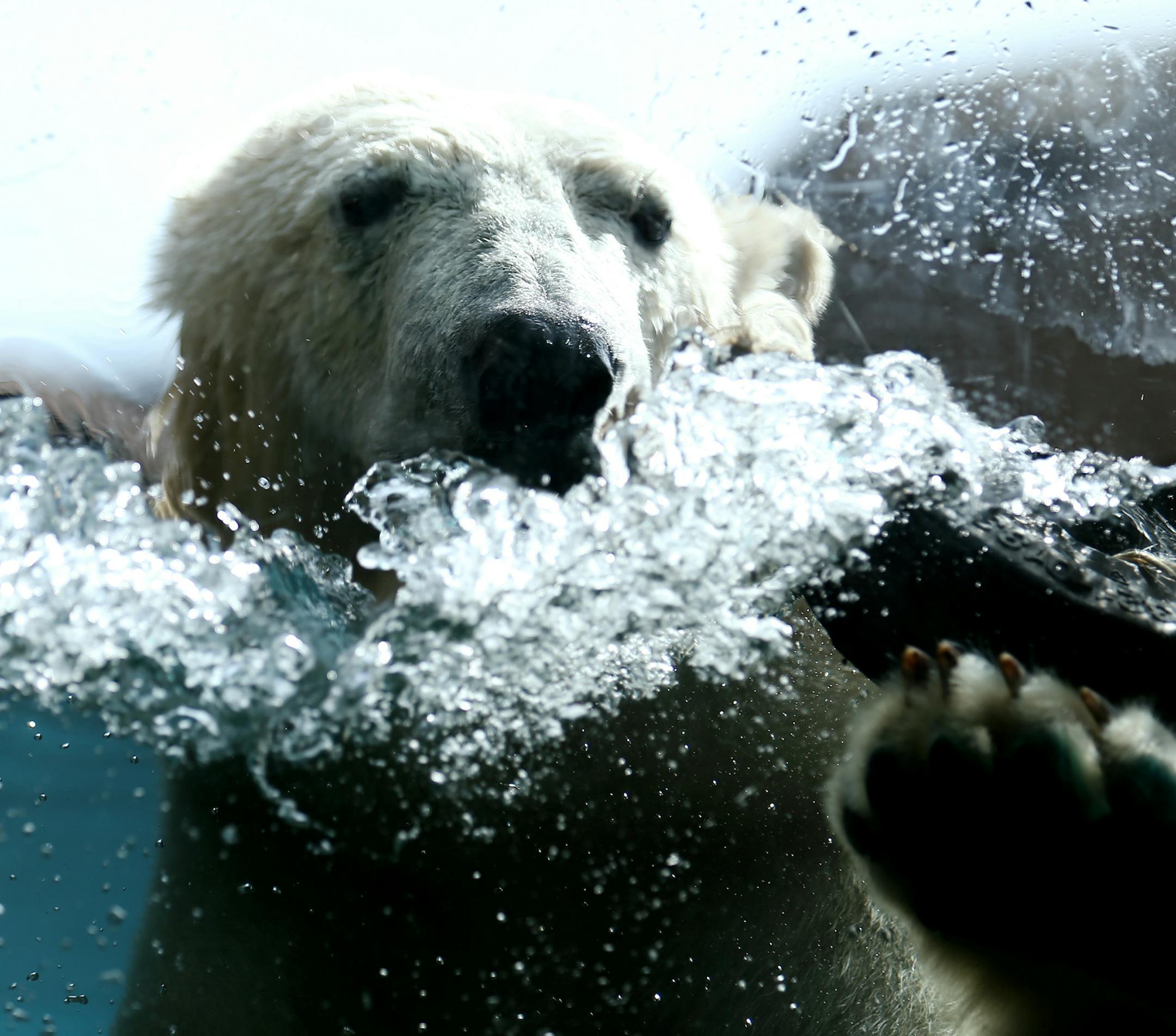 One of two new 2-year-old twin polar bears, Suka or Sakari, swims inside the Polar Bear Odyssey display at the Como Park Zoo and Conservatory on Tuesday, September 23, 2014. ] LEILA NAVIDI leila.navidi@startribune.com / BACKGROUND INFO: The bears were born in November 2012 at the Toledo Zoo in Ohio and arrived at the Como Zoo two weeks ago.