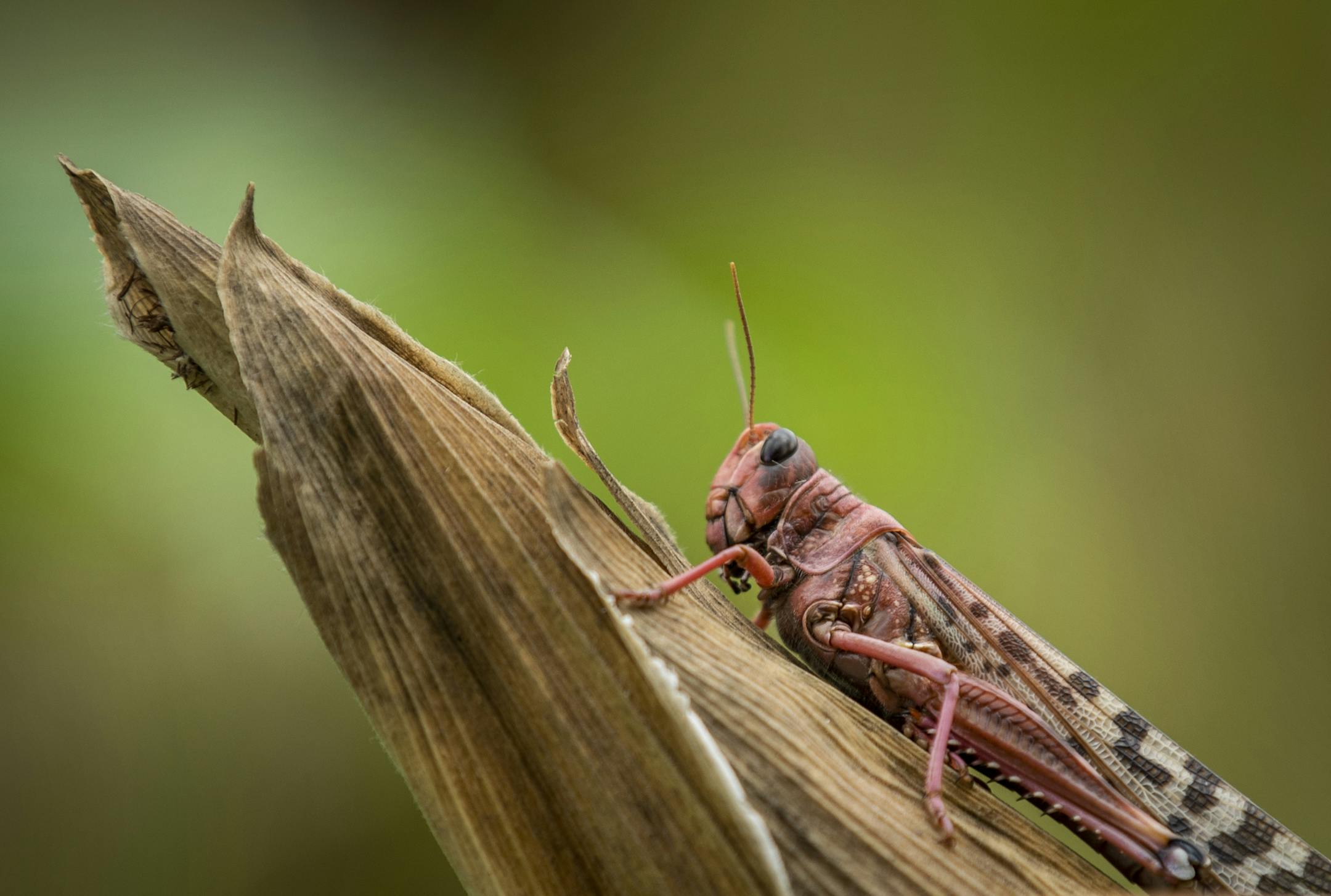 FILE - In this Friday, Jan. 24, 2020 file photo, a desert locust sits on a maize plant at a farm in Katitika village, Kitui county, Kenya. A supercomputer is boosting efforts in East Africa to control a locust outbreak that raises what the U.N. food agency calls "an unprecedented threat" to the region's food security. (AP Photo/Ben Curtis, File)