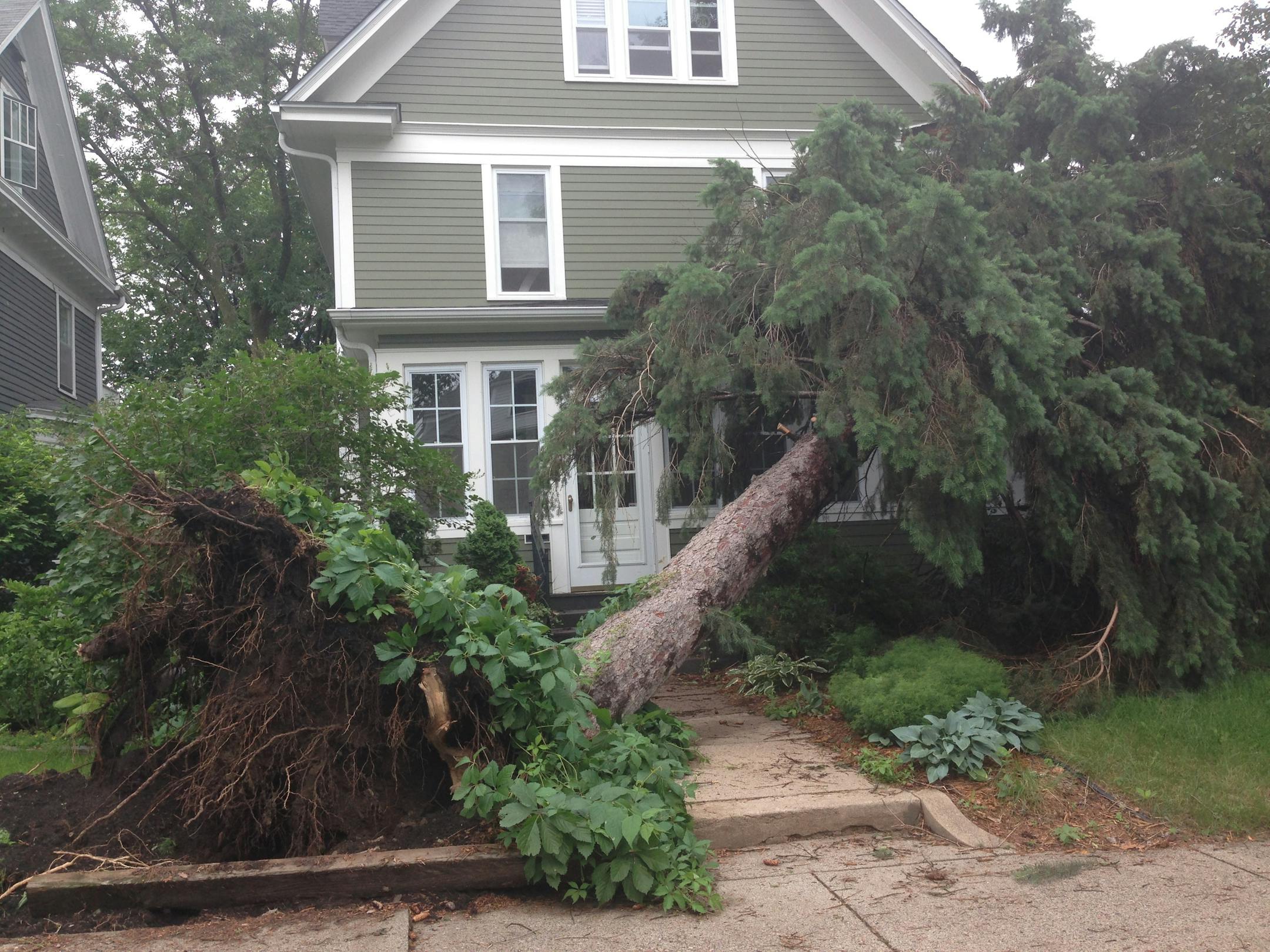 Saturated ground and high winds brought down this tree at 33rd Street and Irving Ave. in south Minneapolis.