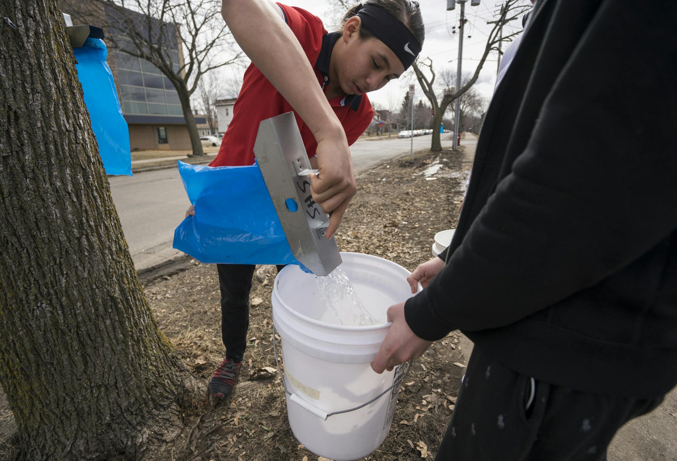 Ninth grader Lennox Lisley pours maple sap into a bucket at South High School in Minneapolis on Thursday, March 28, 2019.]
TONY SAUNDERS &#xb0; anthony.saunders@startribune.com With multiple trees tapped around the South High School campus, students from Vince Patton's U.S. history class learn how to tap maple trees, collect sap and turn it into syrup.