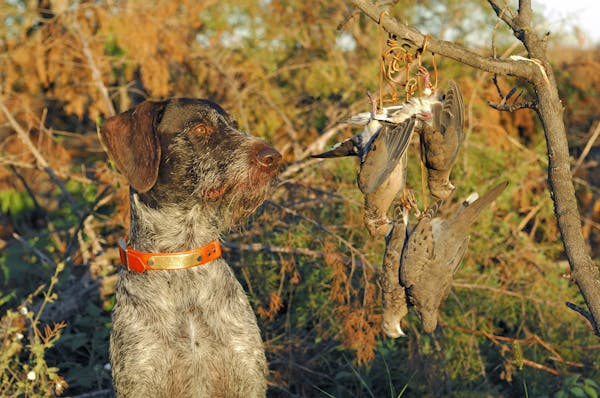 A Deutsch Drahthaar watches for doves as he poses with four bagged birds. Minnesota's dove season opens Sept. 1.