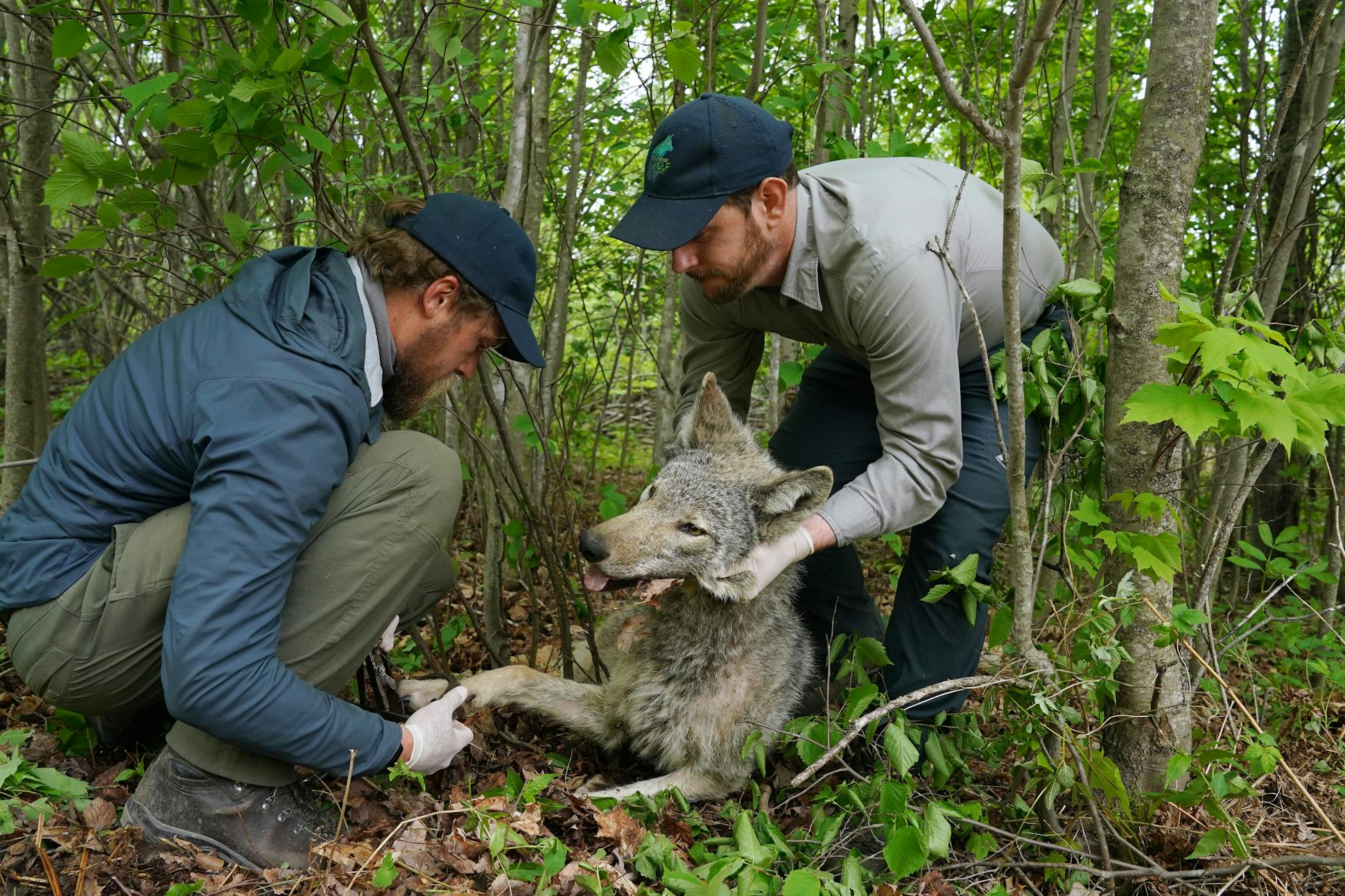 Unlocking the secrets of the wolf, Minnesota's ancient predator