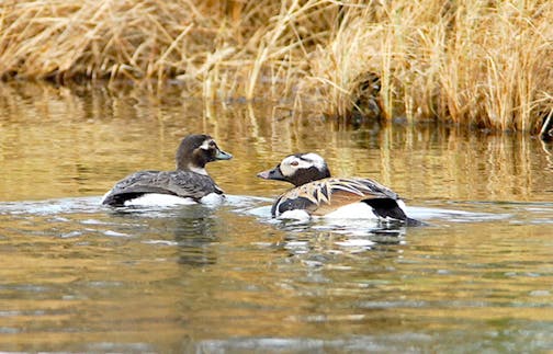 A closeup of a pair of long-tailed ducks on water.