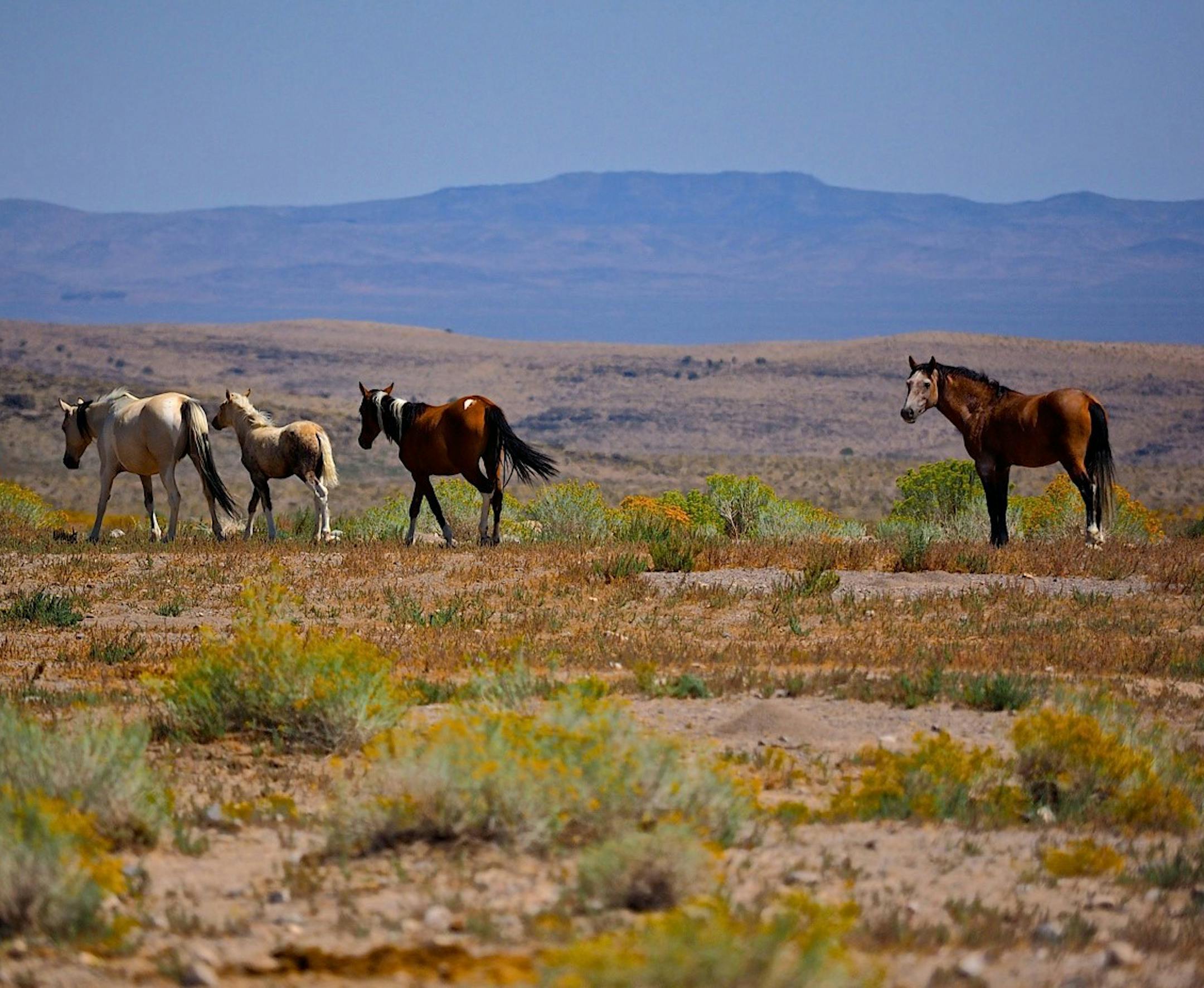 For several years, every year, my friends and I travel almost every state out west and the southwest on B.L.M. land (Bureau Of Land Management) There are places all over those areas that you can camp for free, they are public lands. But there are no amenities, it is wild and camping crude, with no cell service, but we love it! We were coming down Sinbad Canyon west central Utah, when my friends and I came across these rarely seen wild Mustangs. I was less then 100 feet away, they were drinking a