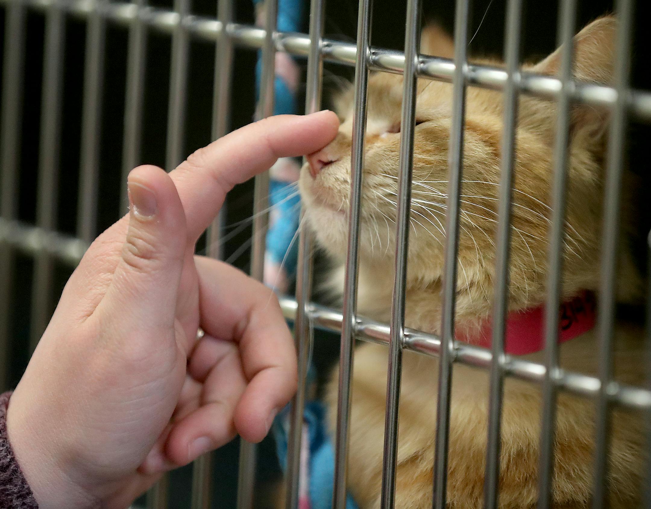 Pets of domestic abuse victims get care at the Minneapolis Animal Care and Control Center.