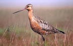 The bar-tailed godwit, a plump shore bird with a recurved bill, has shattered the record for nonstop, muscle-powered flight. A new study reports that 