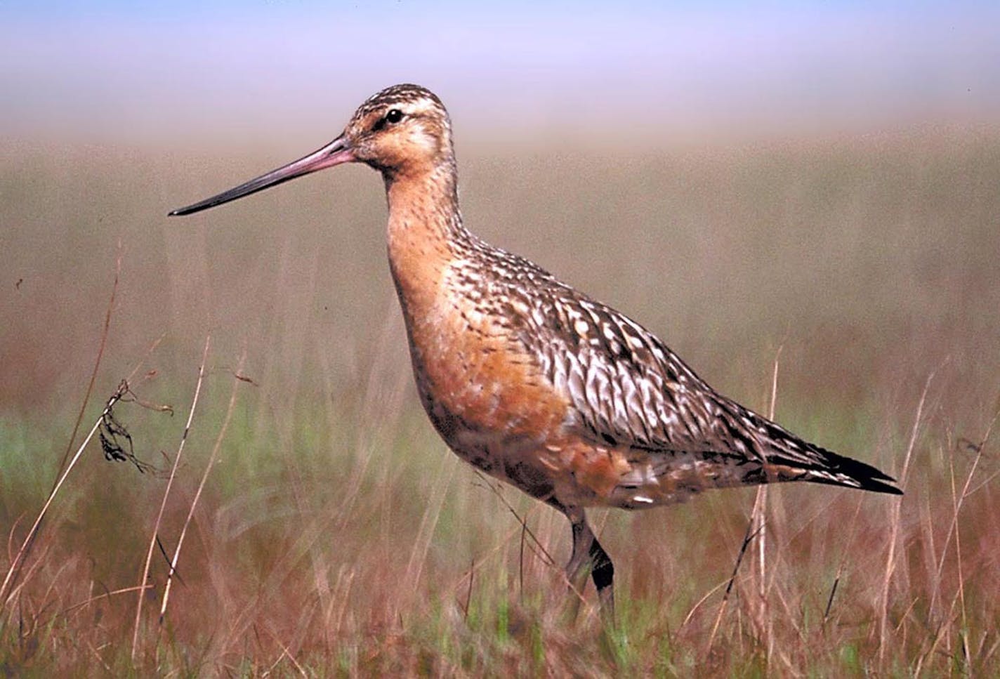 The bar-tailed godwit, a plump shore bird with a recurved bill, has shattered the record for nonstop, muscle-powered flight. A new study reports that godwits can fly up to 7,242 miles without stopping in their annual fall migration from Alaska to New Zealand. The previous record, set by eastern curlews, was a 4,000-mile trip from eastern Australia to China. Illustrates FLIGHT (category a), by David Brown (c) 2008, The Washington Post. Moved Tuesday, Oct. 21, 2008. (MUST CREDIT: U.S. Fish and Wil