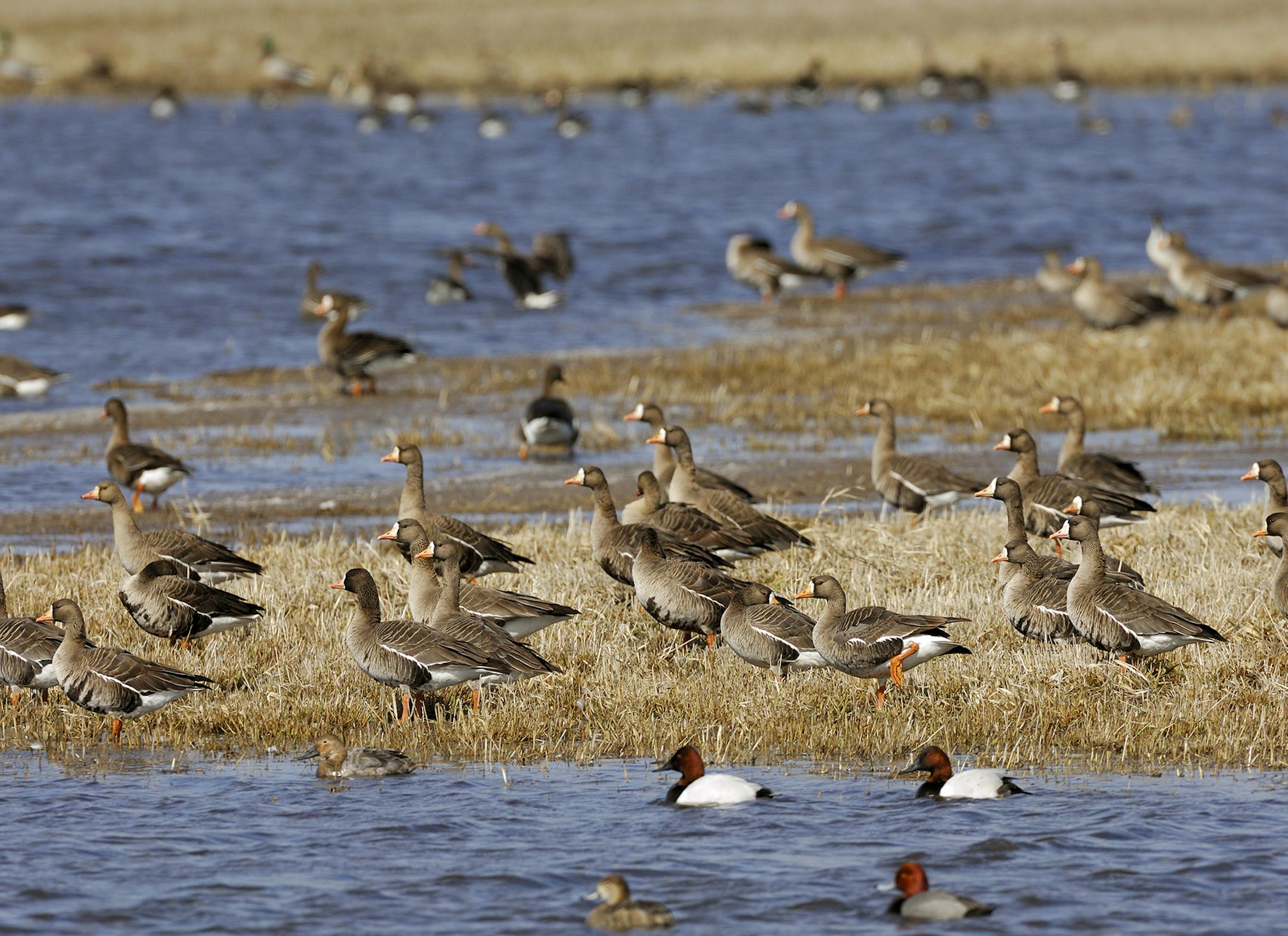 Greater white-fronted geese were once a rare sight in Minnesota. Now, especially during spring migration, large flocks of the birds can be spotted in western Minnesota.