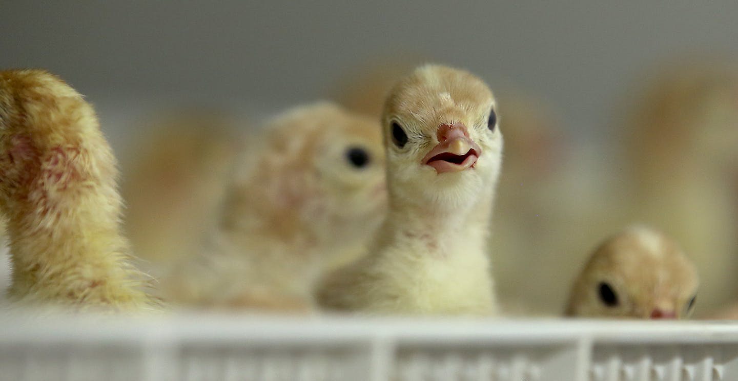 Turkey chickens hatch out of their eggs in a large incubator at Willmar Poultry, Monday, August 3, 2015 in Willmar, MN. ] (ELIZABETH FLORES/STAR TRIBUNE) ELIZABETH FLORES &#x2022; eflores@startribune.com