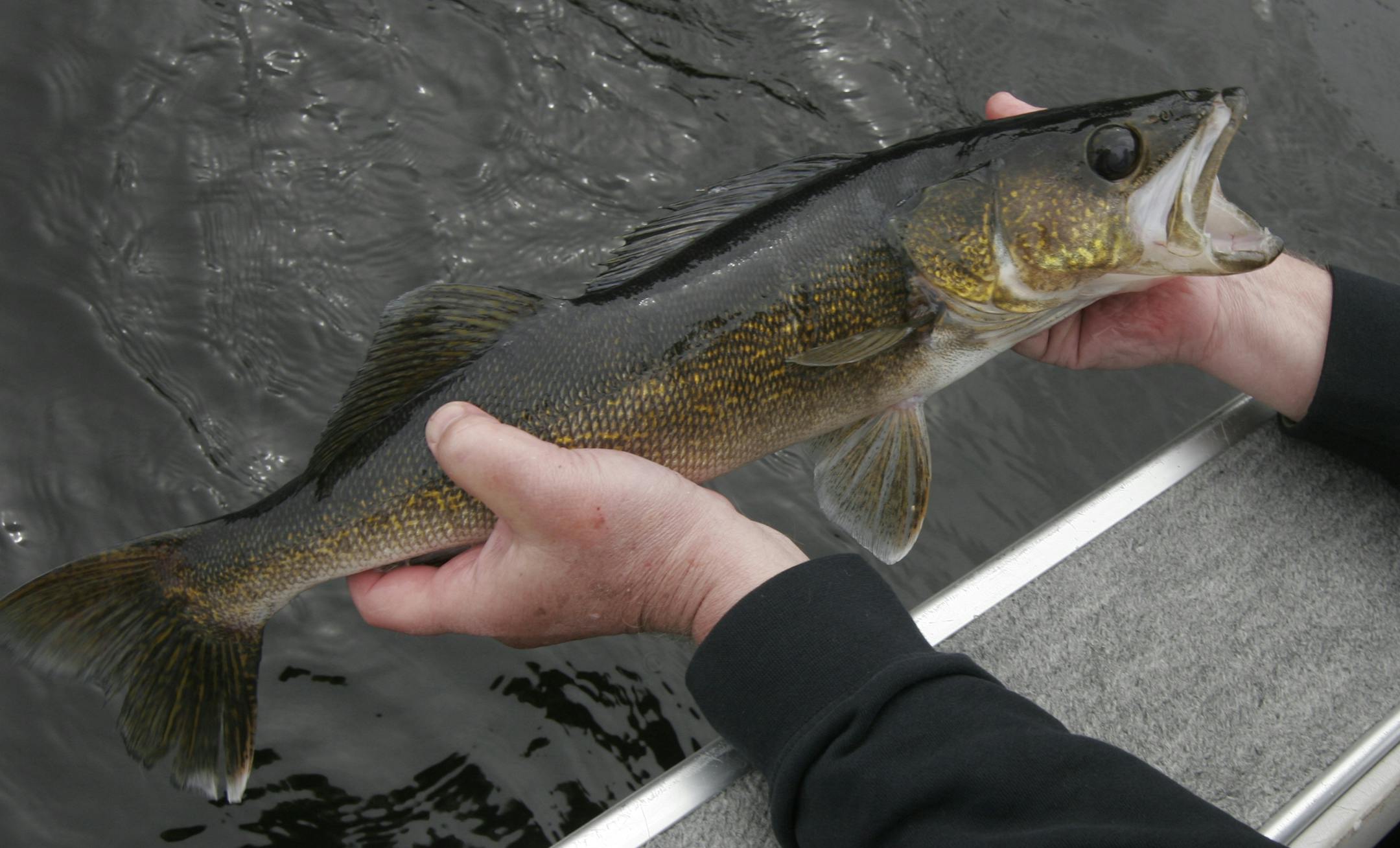 Doug Smith/Star Tribune, May 17, 2013: A Lake Kabetogama walleye, being released.