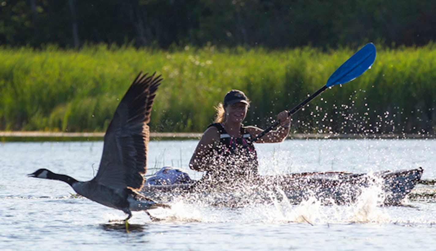 Wild Rice Monitor Katie Marsaa gently paddled towards a flock of geese to scare them away and out of the estuary on Thursday afternoon.