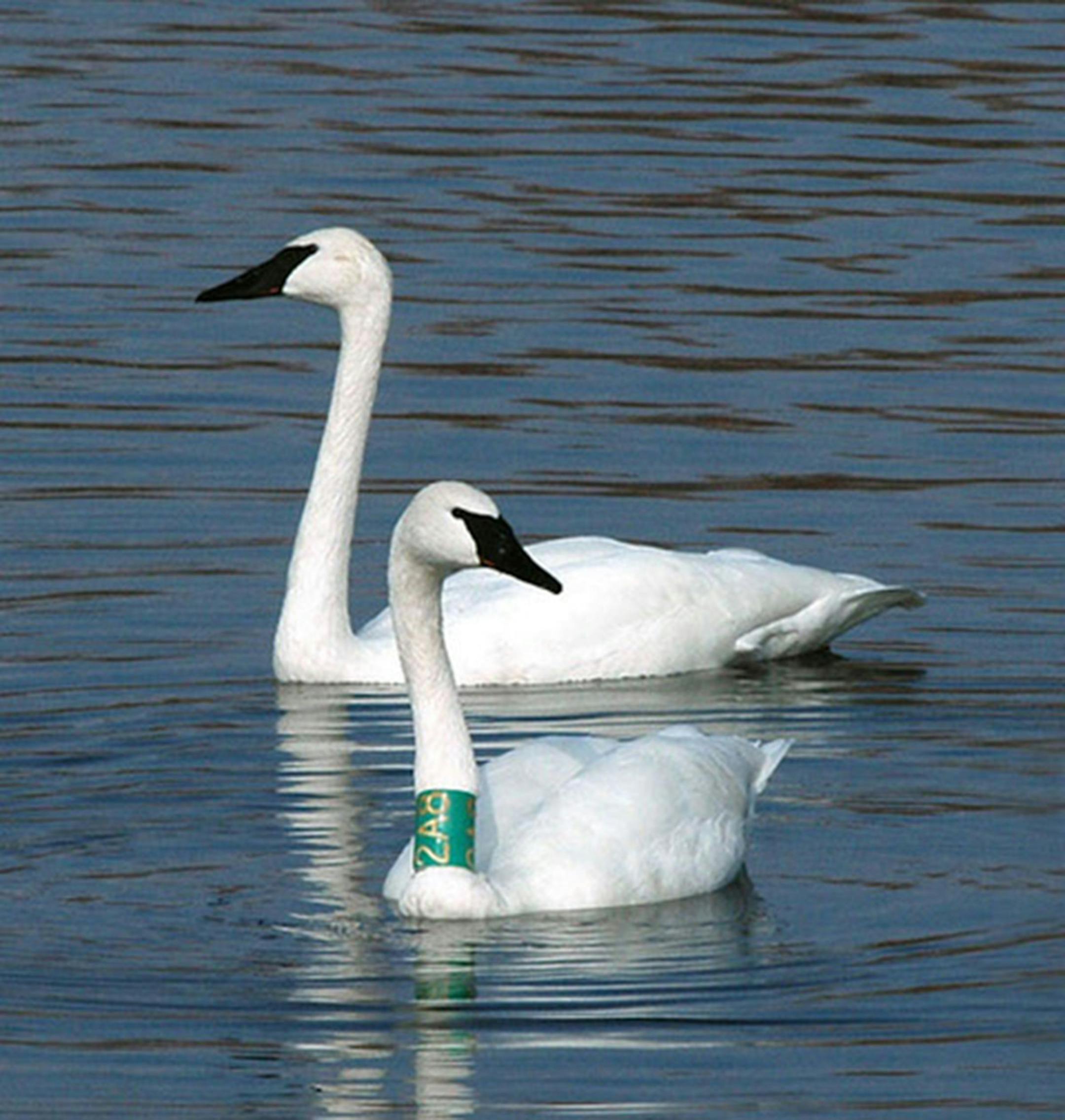 Trumpeter swans. Jim Williams photo