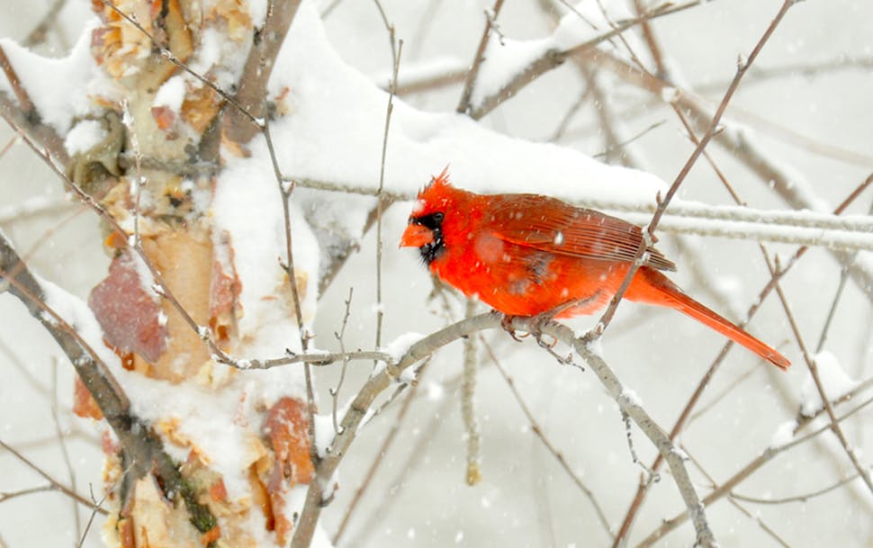 A male cardinal watches the feeders. credit: Jim Williams