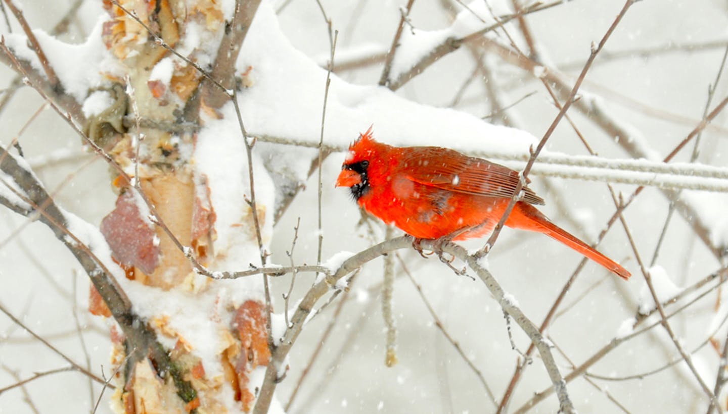 A male cardinal watches the feeders. credit: Jim Williams