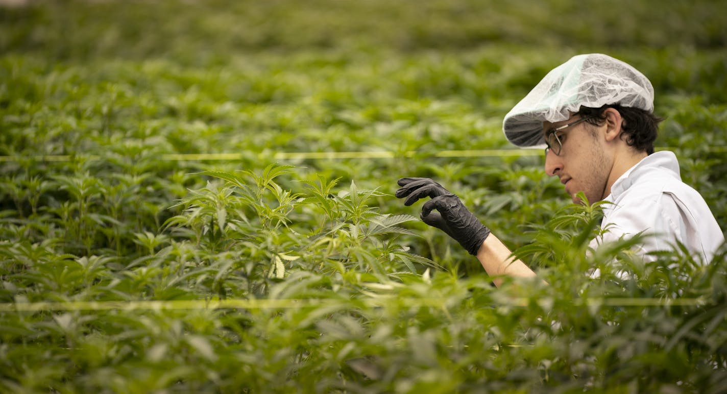 A LivWell Enlightened Health horticulturist trimmed marijuana plants in the large growing area for plants in mid-life in the company's Denver warehouse grow facility. ] JEFF WHEELER &#x2022; jeff.wheeler@startribune.com LivWell Enlightened Health's marijuana grow operation in a Denver warehouse was photographed Tuesday morning, February 26, 2019.