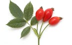 Branch of rose hips on white background