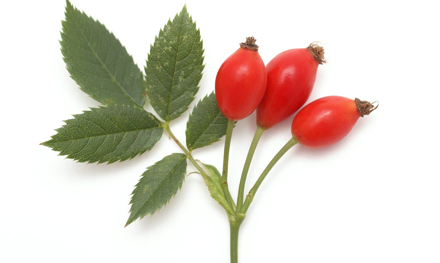 Branch of rose hips on white background