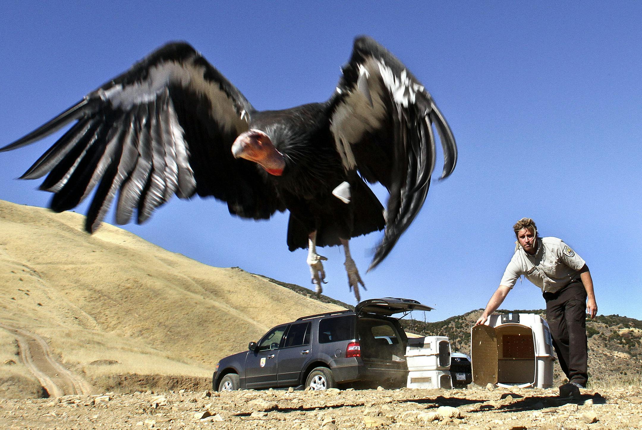 A female condor takes to the sky above the Hopper Mountain National Wildlife refuge, north of Fillmore, Calif., on Nov. 6, 2014 after being released from a kennel by Joseph Brandt, Supervisory Wildlife Biologist for the California Condor Recovery Program. This condor received treatment for lead poisoning. (Mel Melcon/Los Angeles Times/TNS)