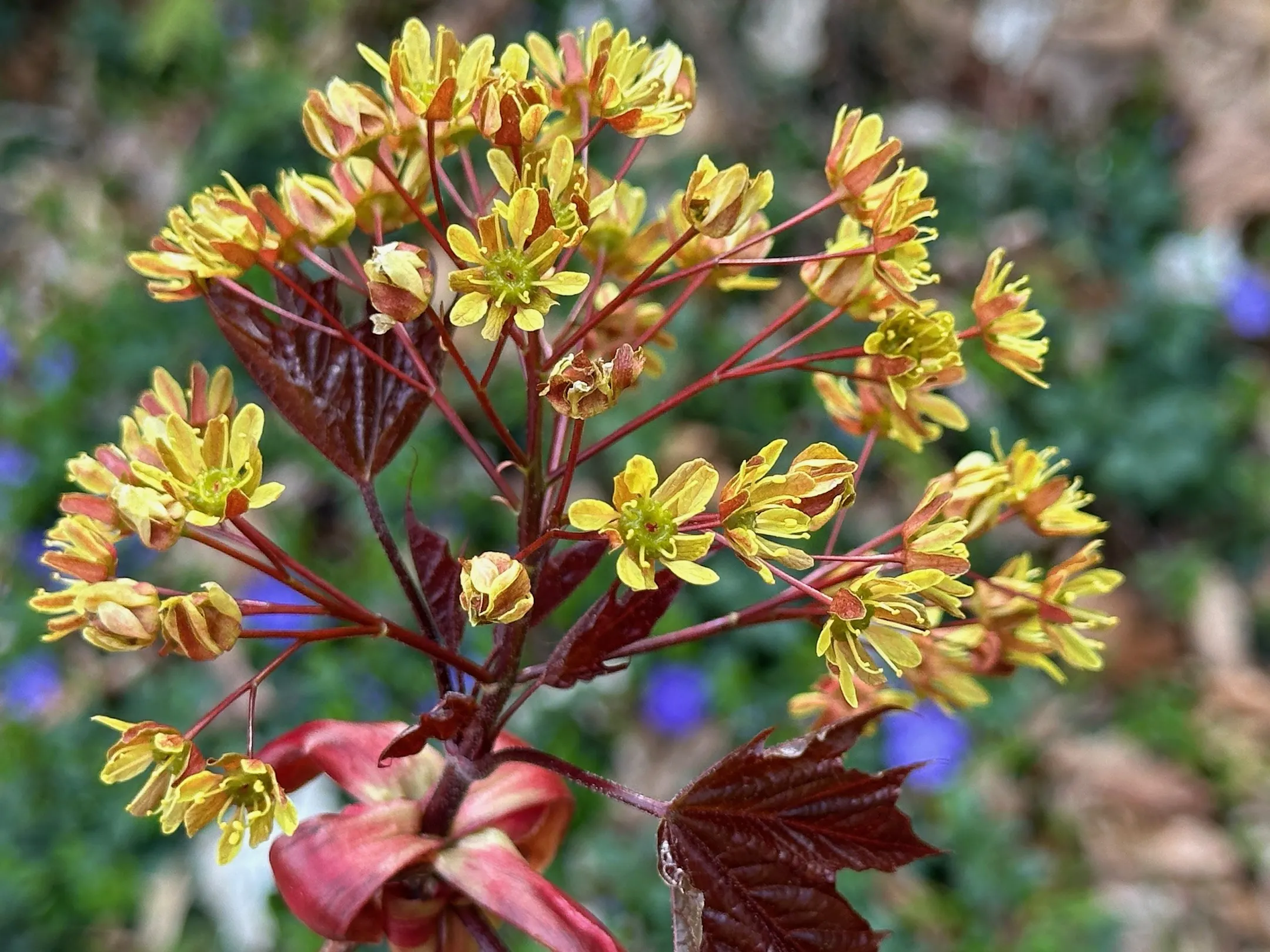 Maple, oak and birch trees are blooming. Yes, blooming.