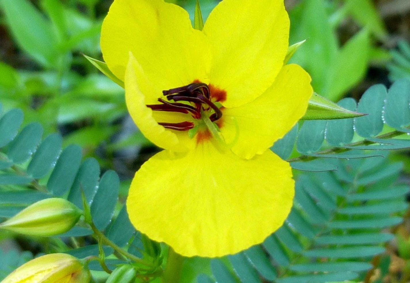 Author Alan Branhagen&#xed;s Top 10 Native Plants - Patridge Pea.