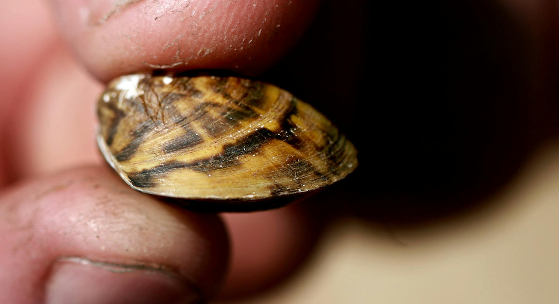 A Minnesota Department of Natural Resources representative holds a zebra mussel at the North Arm Public Boat Access in Orono July 11, 2012. A new pilot program at the county-operated launch--one of the five busiest boat launches on Lake Minnetonka--is using new signs and dedicated boat check space to see if more boaters will properly check their watercraft. (Courtney Perry/Special to the Star Tribune) ORG XMIT: MIN2012083115281564