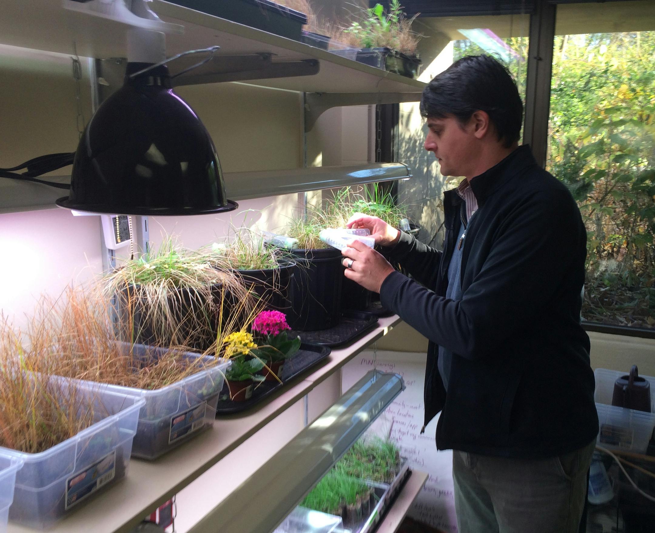 Erik Runquist, butterfly conservation biologist at the Minnesota Zoo, examines specimens inside the laboratory housing the endangered butterfly breeding project.