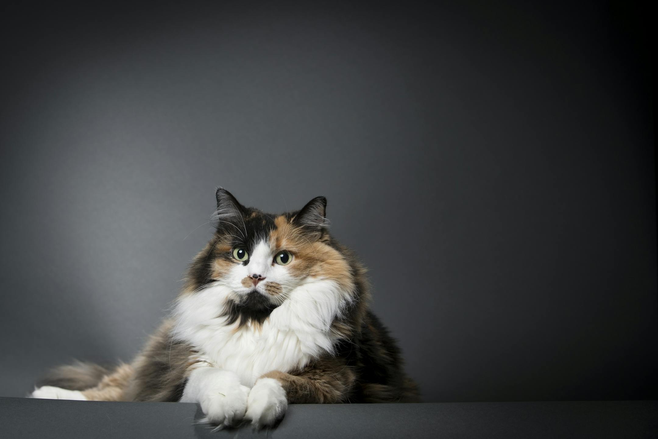 Gypsy Rose is a 7-year-old tortoise-shell and white long-haired show cat owned by Gayle and Dave Long.